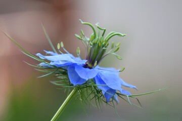 Nigelle de Damas 