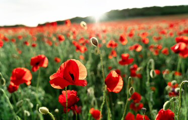 Obraz premium Poppy field at sunset with beautiful red flowers backlit by setting sun. Nature background. Beautiful summer landscape.