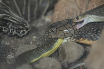 King cobra is biting a snake to eat