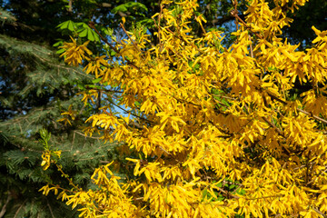 yellow flowers spring blooming Forsythia