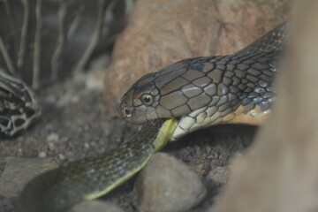 King cobra is biting a snake to eat