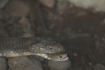 King cobra is biting a snake to eat