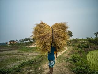 Poor man is carrying straw on head