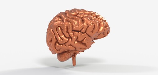 Human brain Anatomical Model 3d illustration.