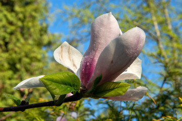 magnolia flower in spring