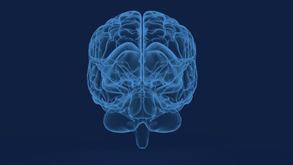 Creative background, the human brain on a blue background, the hemisphere is responsible for logic, and responsible for creativity. of different