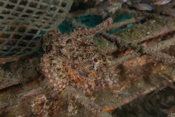 Fish swim in the Red Sea, colorful fish, Eilat Israel
