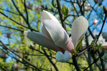 magnolia tree in spring