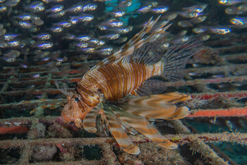 Lionfish in the Red Sea colorful fish, Eilat Israel
