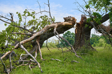 Centennial oak broken down by storm