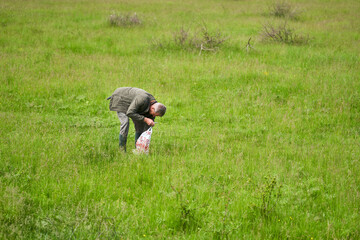 Man foraging for parasol mushrooms