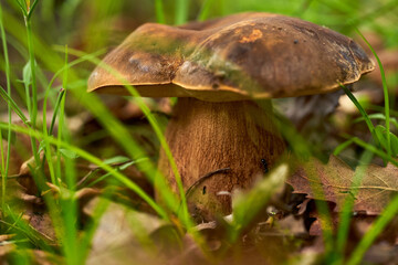 Cep mushroom in the forest (Boletus edulis)