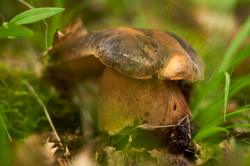 Cep mushroom in the forest (Boletus edulis)