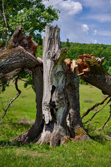Centennial oak broken down by storm