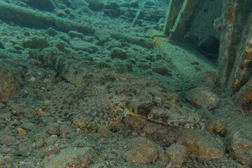 Fish swim in the Red Sea, colorful fish, Eilat Israel
