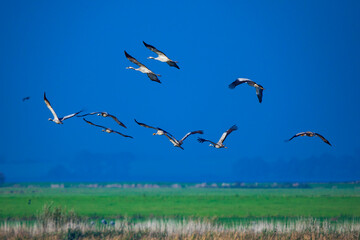 Fototapeta premium Kraniche von Zingst