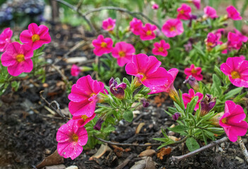 Beautiful Bright Pink Million Bell Flowers