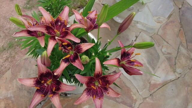 A 4K close up video of Lillies in full bloom in the garden