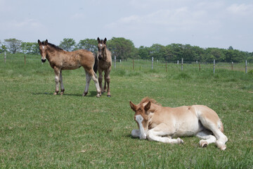 Fototapeta premium ばん馬の牧場