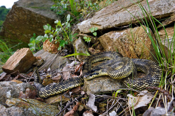 Fleckennatter, Östliche Vierstreifennatter //  Blotched snake (Elaphe sauromates)