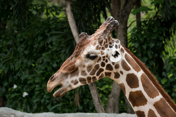 Close-up photo of giraffe face.