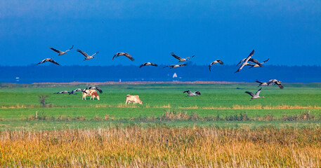 Fototapeta premium Kraniche von Zingst