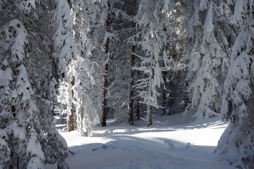 Winter in der Steiermark 2