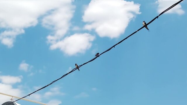 swallow standing on a power line, slow motion