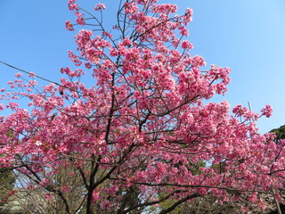 Cherry blossoms in full bloom Beautiful blue sky Sakura Back image Background material Japan　満開の桜　きれいな青空　さくら　バックイメージ　背景素材　日本