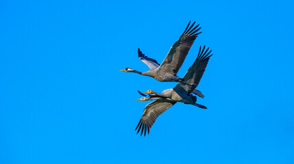 Fototapeta premium Kraniche von Zingst