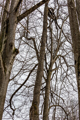 Partial view of the tree and its leafless branches, the plant skeleton. Beauty in Nature. Moody sky.