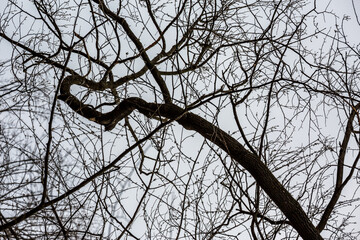 Partial view of the tree and its leafless branches, the plant skeleton. Beauty in Nature. Moody sky.