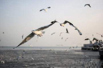 birds in flight