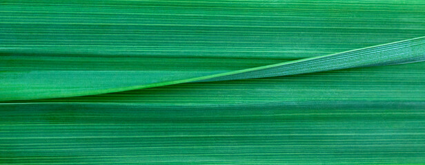 Green grass for background