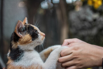 cat in hand
