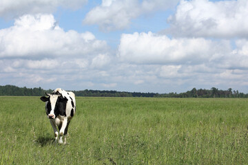 Fototapeta na wymiar one black and white cow grazes on a green meadow against a background of forest and blue sky with clouds. landscape with ecological pasture