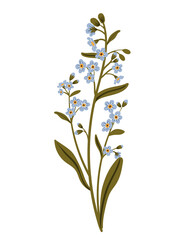 Cute blue branch of forget-me-not flower. Delicate summer herb. Vector illustration in flat style, isolated on white background.