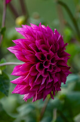 pink dahlia flower