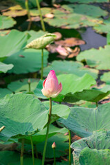 pink lotus flowers in the pond