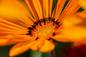 Brown and yellow daisies in close up