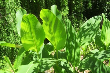 Canna leaves in Florida zoological garden, closeup
