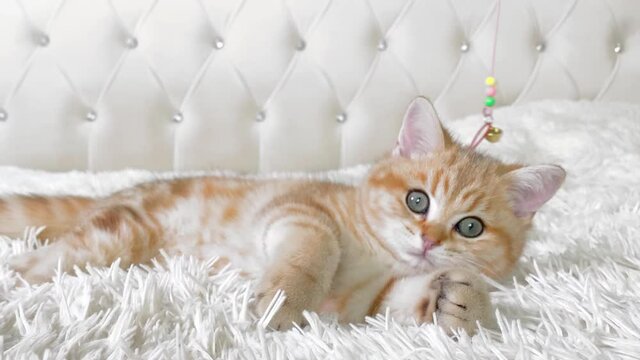 ginger striped kitten lying and playing on white bed. Golden chinchilla cat. 