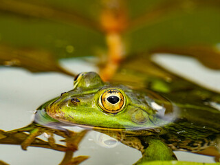 rana esculenta - common european green frog is swimming in a garden pond