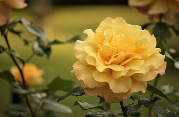 Beautiful yellow roses blooming on the garden background, Spring in Ga USA.