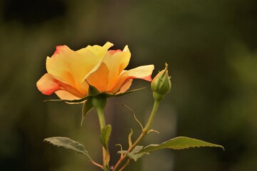 Yellow rose with bud blooming on the green garden background , Spring in GA USA.