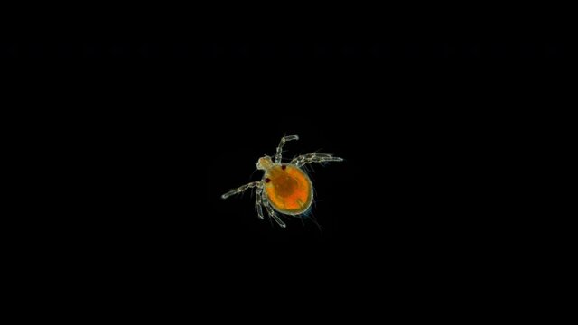 Larva of the water mite Hydrachnidia under a microscope, possibly the Arrenuridae family.