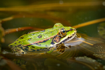 rana esculenta - common european green frog is swimming in a garden pond