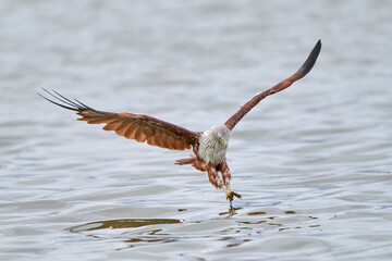 Brahminy Kite (Haliastur indus) snatching the fish above the water