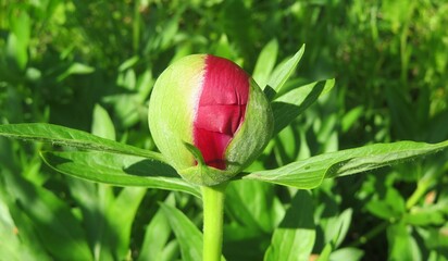Red peony bud in the garden on natural green background, closeup 