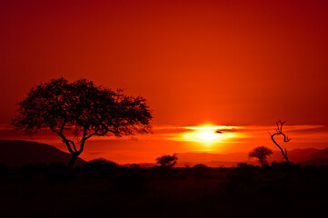 Fototapeta na wymiar African adventure at sunset in Kenya